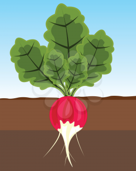 The Ripe vegetable radish in ground.Vector illustration