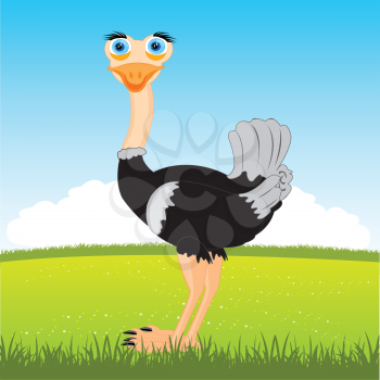 The Bird ostrich on glade year daytime.Vector illustration