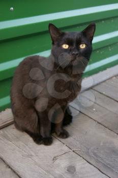 The Nice black cat sits on street.Home animal