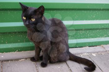 The Nice black cat sits on street.Home animal
