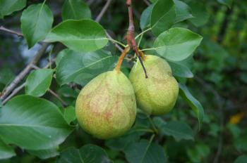 Two ripe and juicy pears on tree amongst sheet