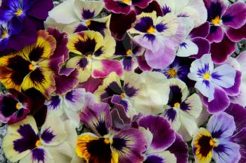 Colorful floral background from flower pansy.Flower Pansy