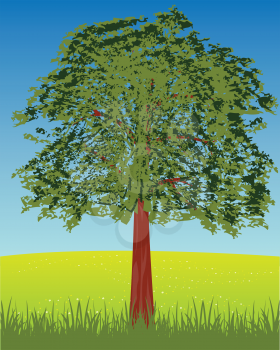 Summer glade and tree with foliage.Vector illustration