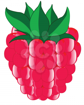Vector illustration of the ripe berry of the raspberry