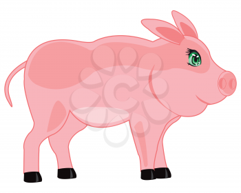 Home animal piglet is insulated on white background