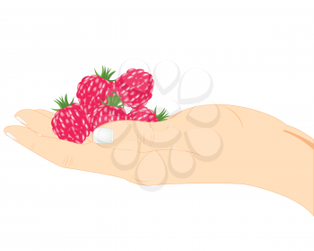 Berry raspberry in hand of the person on white background