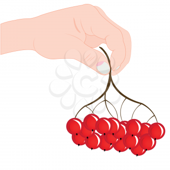 Branch of the ripe berry in hand on white background