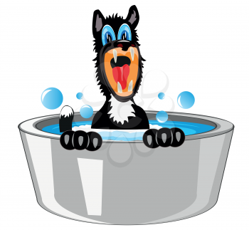 Black dog in capacities with water is washed