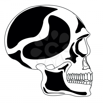Skull of the person on white background is insulated