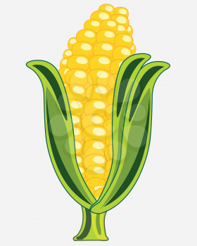 Ripe cob of the corn on white background is insulated