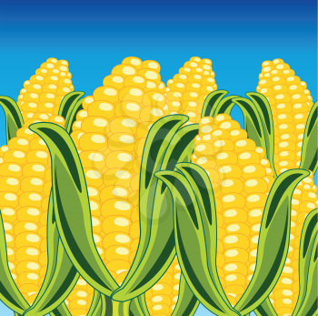 Ripe field of the corn under blue sky