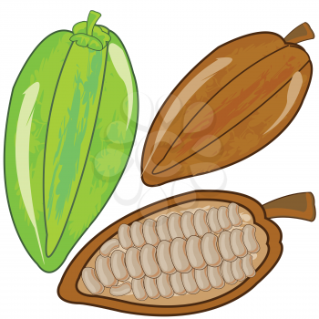 Fruits cacao ripe and green on white background is insulated