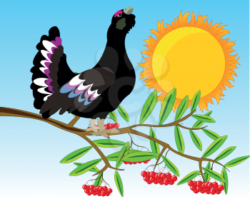 Vector illustration of the timber bird black grouse on branch of rowanberry