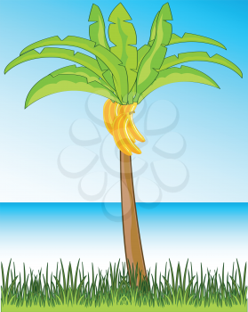 Vector illustration of the beautiful tropical landscape and palms with banana on background of the ocean