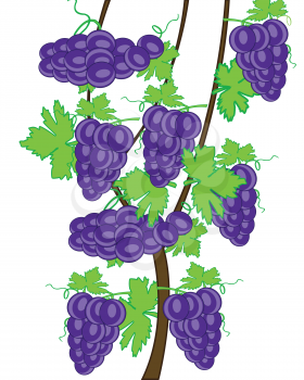 Vector illustration of grape on branch on white background
