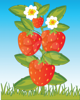 Vector illustration of the ripe berry strawberries in herb