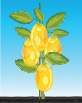 Vector illustration of the bush ripe tomato sort yellow in ground