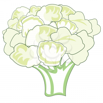 Vector illustration of the bunch cauliflower on white background
