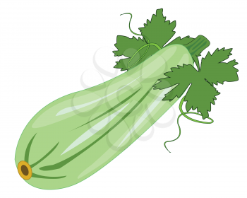 Vector illustration drawing ripe vegetable marrow on white