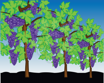 Vector illustration bush ripe grape year daytime