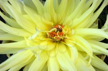 Yellow becommed flabby flower aster decorative background