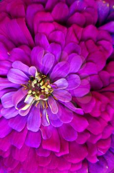 Very beautiful rose flower aster background
