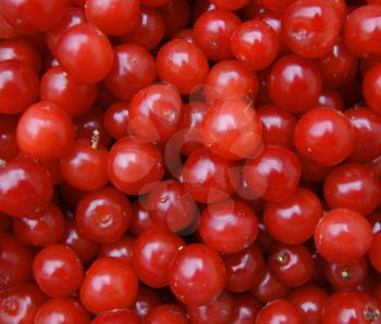 Bright background from ripe berries cherry.Harvest to cherries