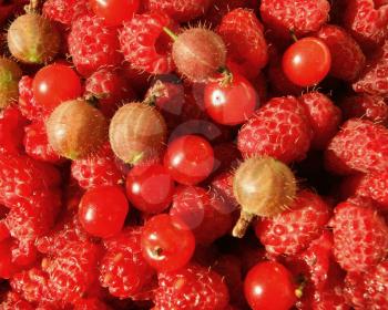 Ripe red berries raspberry,gooseberry and cherry.Garden berries