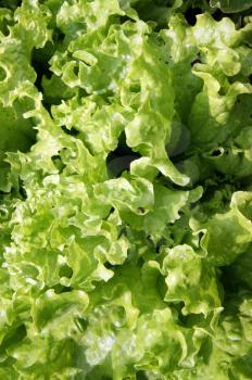 Fresh green salad from ensemble sheet.Juicy salad background