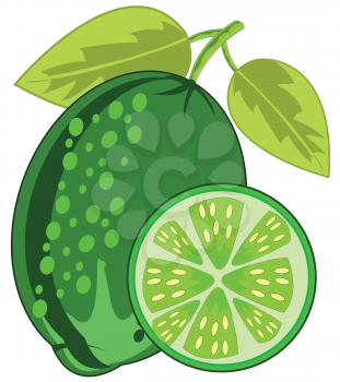 Vector illustration of the ripe tropical fruit lime