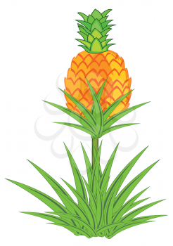 Vector illustration of the plant pineapple on white background is insulated