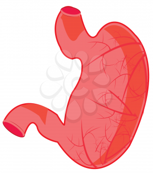Vector illustration of the belly of the person on white background is insulated