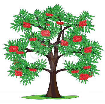 Vector illustration tree rowanberry and berries on white background is insulated