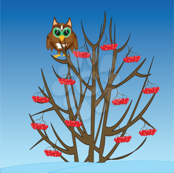 Bush with berry in winter and owl on branch