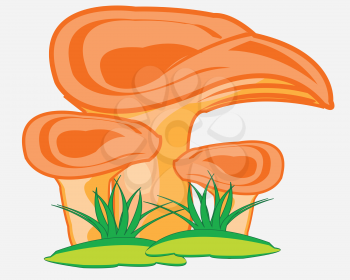Edible mushroom in herb on white background is insulated