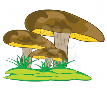 Mushroom suillus granulatus on year glade in herb