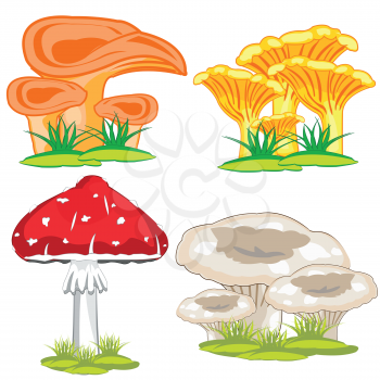 Mushrooms edible and poisonous on white background is insulated