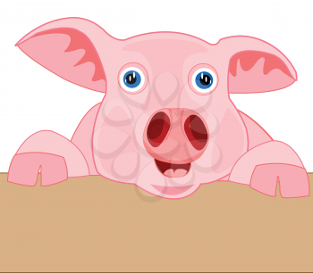 .Rose piglet peers out for fence.Vector illustration