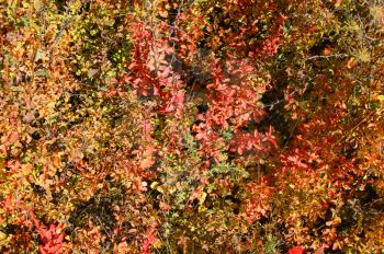 Colorful and bright background from foliage of the shrubbery by early autumn
