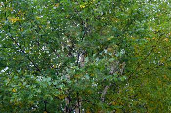 Foliage tree birch by early autumn at September