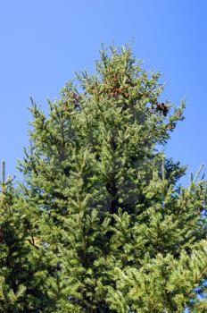 Type on evergreen conifer fir tree with green branch