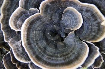 Unusual beautiful mushroom colorful decorative background