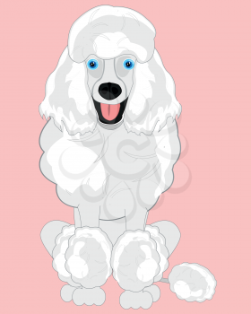 Vector illustration of the dog of the sort poodle type frontal