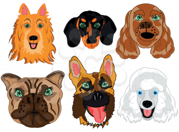 Mugs of the dogs of the varied sorts on white background is insulated
