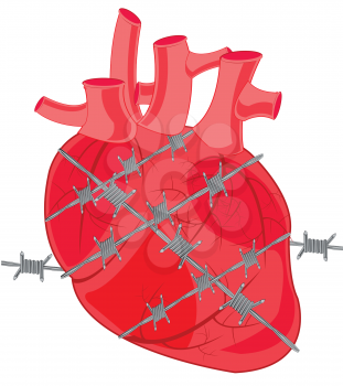Internal organ of the person swathed in barbed wire