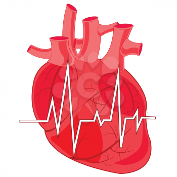 Heart of the person and cardiogram on white background is insulated
