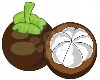 Vector illustration of the exotic fruit mangosteen