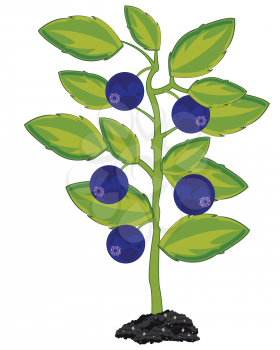 Vector illustration of the bush with ripe berry whortleberry