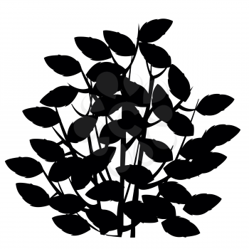 Silhouette of the bush with foliage on white background is insulated