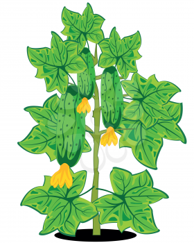 Vector illustration of the green bush with cucumber